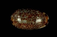 藏品(花枕寶螺)的圖片